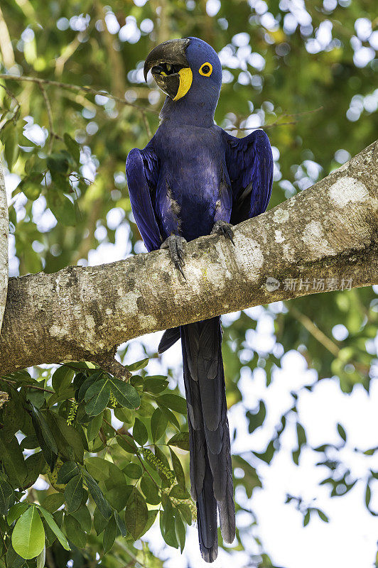 风信子金刚鹦鹉(Anodorhynchus hyacinthinus)，或风信子金刚鹦鹉，是一种原产于南美中部和东部的鹦鹉，在巴西潘塔纳尔发现